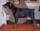 Dobermann Welpen + jungtierern mit FCI Stammbaume