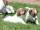 Parson Jack Russell Terrier Welpen m.P.