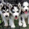 Klassische Siberian Huskies Welpen Whatsapp +4915171139333