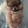 Pomeranian Zwerg spitz welpe Whatsapp +4915171139333