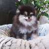Pomeranian Welpen für WhatsApp +4915171139333