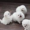 Pomeranian Welpen für die WhatsApp +4915171139333