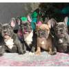 Whatsapp +4915171139333 Welpen der französischen Bulldogge zur Adoption