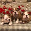 Weihnachten Englische Bulldoggen Welpen