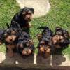 Nette Yorkshire Terrier Welpen zu verkaufen