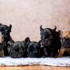 Whatsapp +4915171139333 Welpen der französischen Bulldogge zur Adoption
