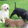 Wunderschöne Labrador welpen WhatsApp : +4915171139333