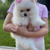 Teddy Face Pomeranian (Zwergspitz) Welpe