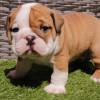Englischen Bulldogge welpen zu verkaufen