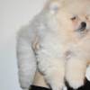 Teddy Face Pomeranian (Zwergspitz) Welpe