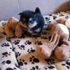 S??e Pomeranian Spitz Schwarzer Welpe