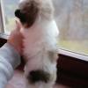 Sweet Baby Shih Tzu Welpe