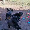 Super Schwarz Labrador Fox Red Welpe