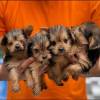 Sch?n Yorkshire Terrier Steel Blue Welpe