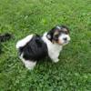 Loving Biewer Yorkshire Terrier puppies