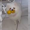 wundersch?ne Fantastisch Pomeranian Zwergspitz Welpen