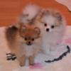 Super Pomeranian Zwergspitz Welpe f?r Tierfreunde