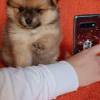 Pomeranian-Zwerg-Spitz-Welpe