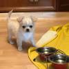 Chihuahua-Welpe