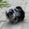 S??e Pomeranian Spitz Schwarzer Welpe