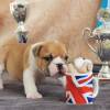 Englische Bulldogge Welpe