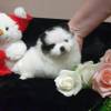 Beautiful Pomeranian puppy