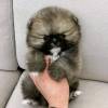Sch?n Pomeranian Zwergspitz boo weiss Welpe
