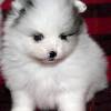 Super Pomeranian Zwergspitz weiss Welpe
