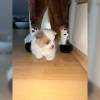 MINI Pomeranian SpitzBoo Puppy