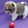 Super Pomeranian Zwerg Spitz puppies