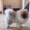 Super Pomeranian Teddy Puppy for sale