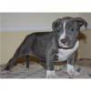 American Pitbull Welpen der blauen Linie zu verkaufen