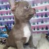 Chihuahua-Welpe