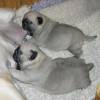 Liebevoller Mops Welpen