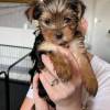 Sch?n Yorkshire Terrier Welpen