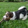 Biewer Yorkshire Terrier Welpe