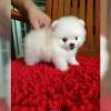 Beautiful Pomeranian white puppy for sale