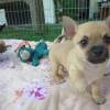 Sch?n-Chihuahua-Welpen