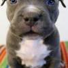American Pit Bull Puppies Blue-line for sale