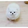 MINI Pomeranian SpitzBoo Welpe
