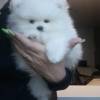 Beautiful Pomeranian white puppy for sale