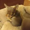 Beautiful Chihuahua puppies