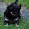 Chihuahua-Welpe