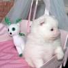 Purebred Pomeranian puppies for sale