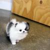 MINI Pomeranian Spitz Welpe