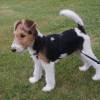 Sch?n Drahthaar-Foxterrier-Welpe
