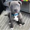 American Pitbull Blueline Welpe abzugeben