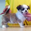 Reinrassiger Chihuahua-Welpe