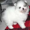 Pomeranian Spitz Boo Welpe