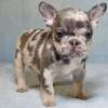 Beautiful French Bulldog Puppy Available